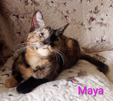 Adopter Maya / salomé