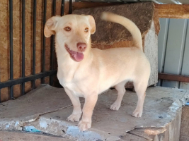 Adopter  chien : Bonnie