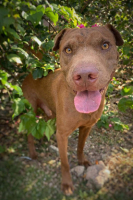 Adopter  chien : Pollux