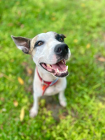 Adopter  chien : Hanae