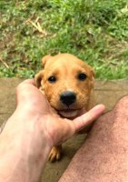 Adopter  chien : Saphir