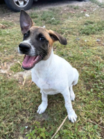 Adopter  chien : Sienna