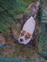 Adopter  chien : Roach