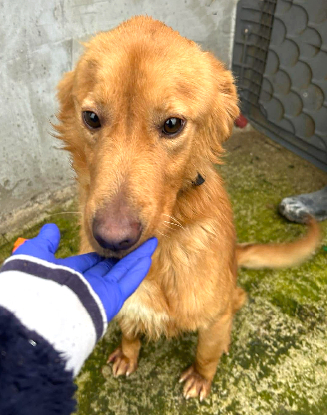 Adoption Amiel
