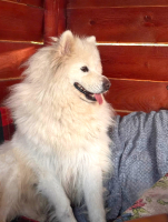 Adopter  chien : Athos