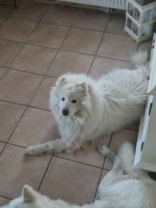 Adoption Athos