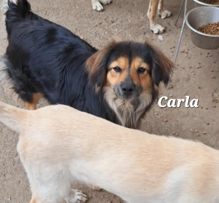 Adoption Carla