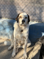 Adopter  chien : Maya