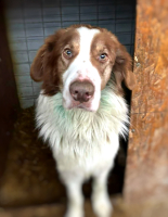 Adopter  chien : Lior