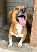 Adopter  chien : Lucky