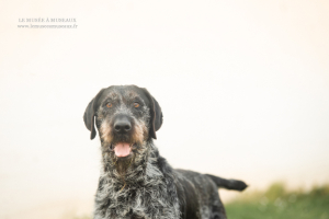 Adopter  chien : Nina