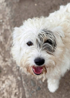 Adopter  chien : Oslo