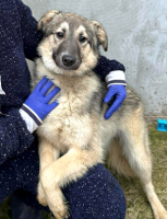 Adopter  chien : Oural