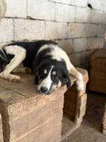 Adopter  chien : Paloma