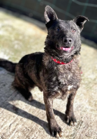 Adopter  chien : Réglisse