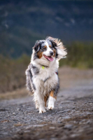 Adopter  chien : Shadow