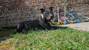 Adopter  chien : Paco