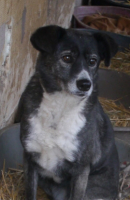 Adopter  chien : Ofélia