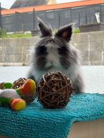 Adopter  lapin : Rocket