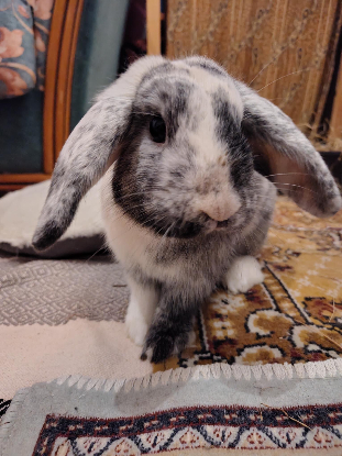 Adopter Bunny