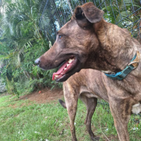 Adopter  chien : Haru