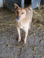 Adopter  chien : Tismé