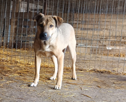 Adopter  chien : Gotham