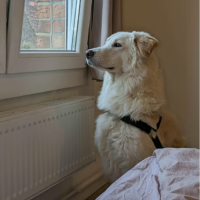 Adopter  chien : Leon