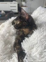 Adopter  chat : Amaya