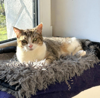 Adopter  chat : Nala