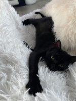 Adopter  chat : Liloo