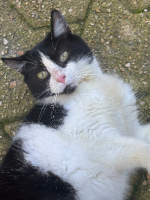 Adopter  chat : Sneackers