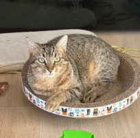 Adopter  chat : Tigrou