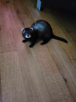 Adopter  furet : Némésis