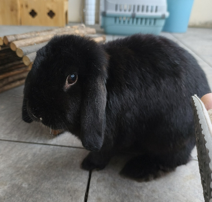 Adopter Yuki & jinko