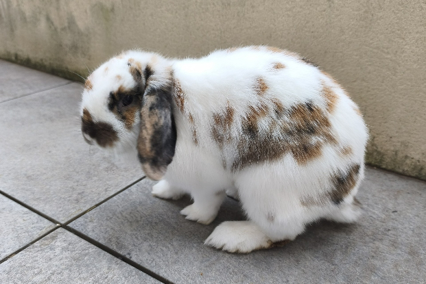 Adopter Yuki & jinko