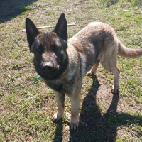 Adopter  chien : Aika