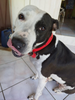 Adopter  chien : Metisse