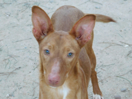 Adopter  chien : Duvet