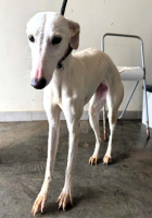 Adopter  chien : Iris