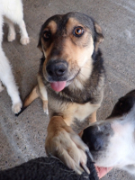 Adopter  chien : Sheree