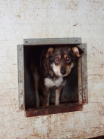 Adopter  chien : Ioniq