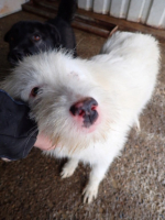 Adopter  chien : Sudsy