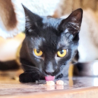 Adopter  chat : Barbapapa