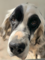 Adopter  chien : Bili