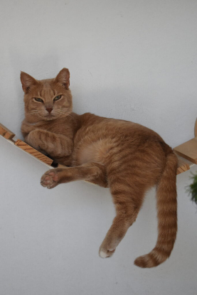 Adopter Getxo et maxi