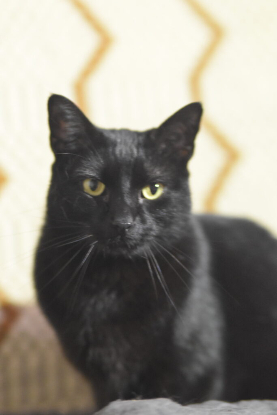 Adopter Getxo et maxi