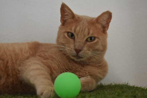 Adoption Getxo et maxi