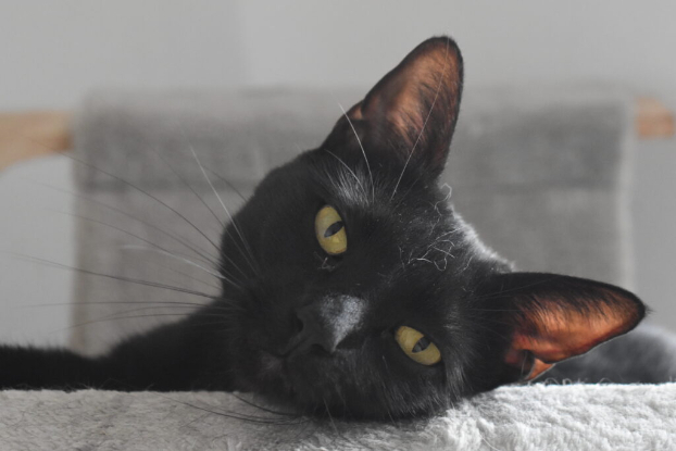 Adoption Getxo et maxi