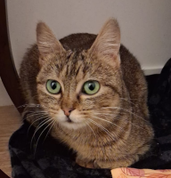 Adopter  chat : Kassandra